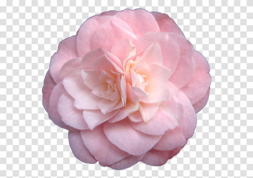 Pink Flowers Garden Roses Pastel Flowers Download Pastel Pink Flower, Plant, Blossom, Geranium, Petal Transparent Png