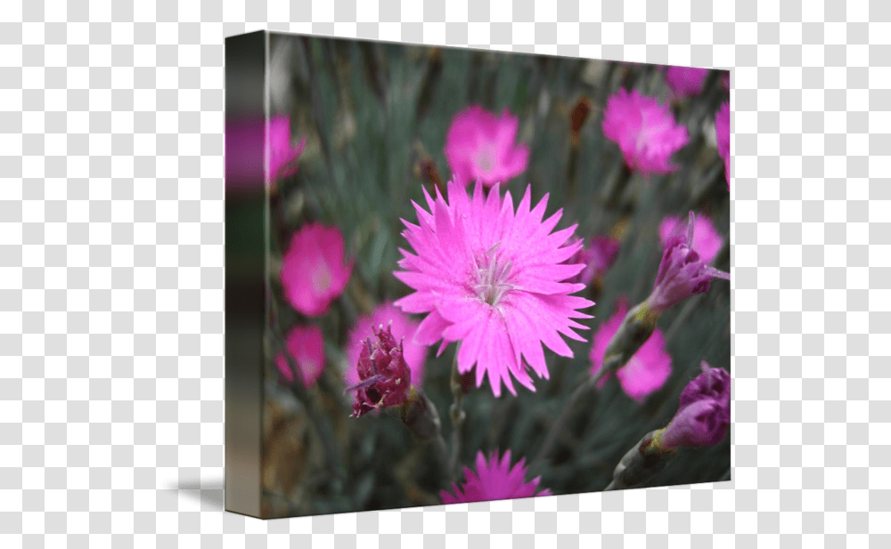 Pink Flowers Ground Cover Closeup By Christina Baldi Gilliflower, Plant, Dahlia, Daisy, Petal Transparent Png
