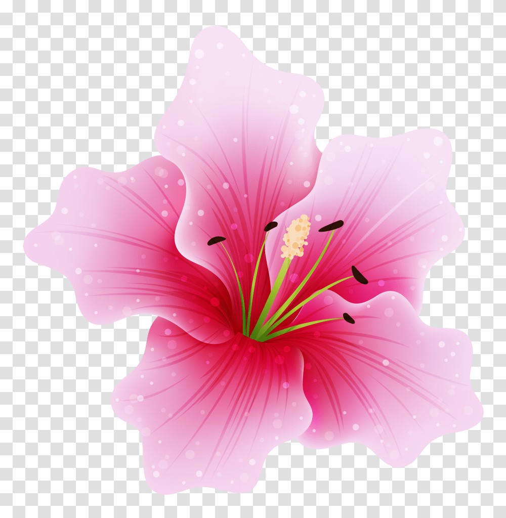 Pink Flowers Image Flower, Plant, Hibiscus, Blossom, Anther Transparent Png