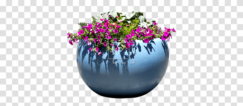 Pink Flowers In A Blue Pot Immediate Entourage Lobelia, Plant, Blossom, Flower Arrangement, Ikebana Transparent Png