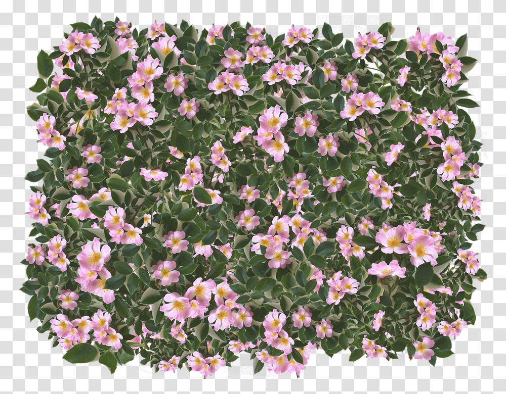 Pink Flowers Leaves Spring Garden Summer Feminine Peruvian Lily, Plant, Petal, Blossom, Geranium Transparent Png