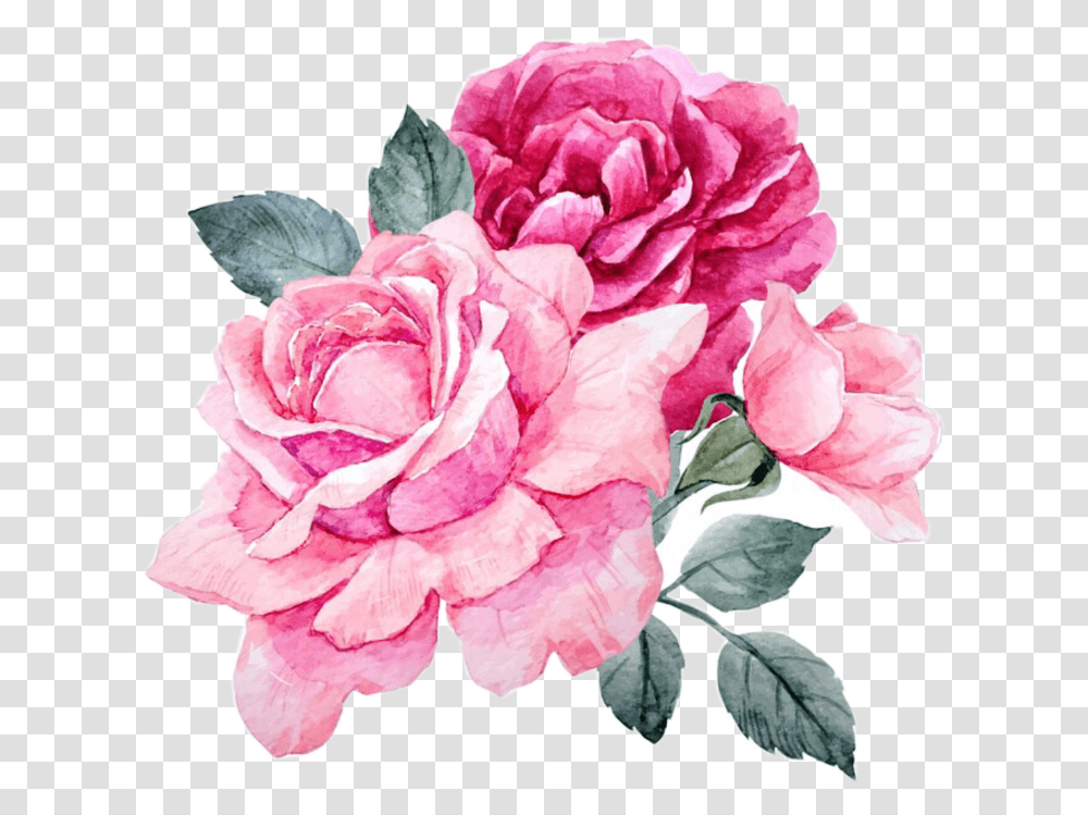 Pink Flowers Peonies Peony Rose Roses, Plant, Blossom, Carnation, Geranium Transparent Png