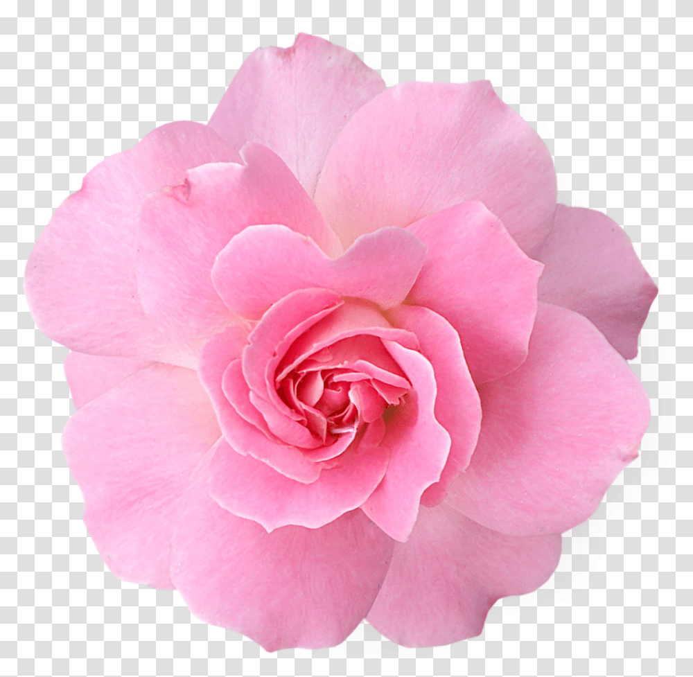 Pink Flowers Pic Arts Real Flowers, Rose, Plant, Blossom, Petal Transparent Png