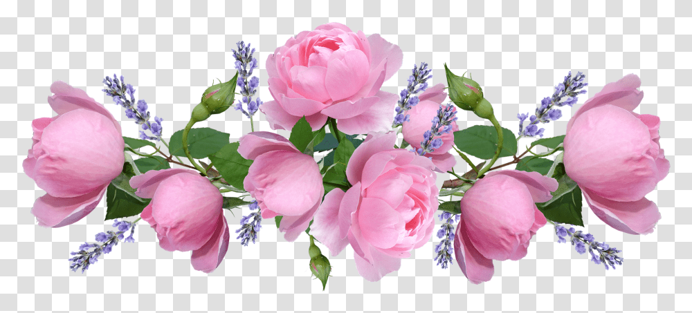 Pink Flowers, Plant, Blossom, Geranium, Peony Transparent Png