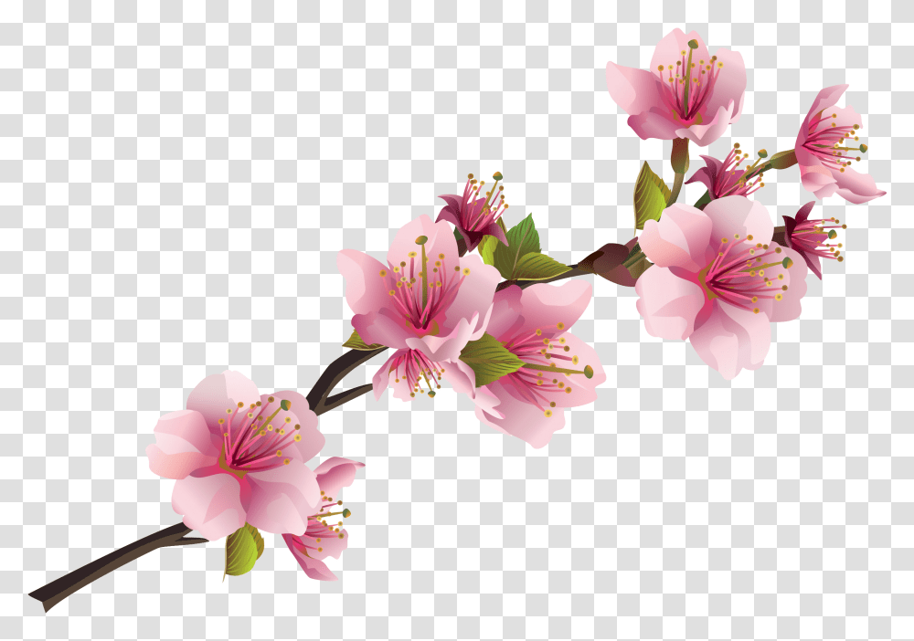 Pink Flowers, Plant, Blossom, Lily, Pollen Transparent Png