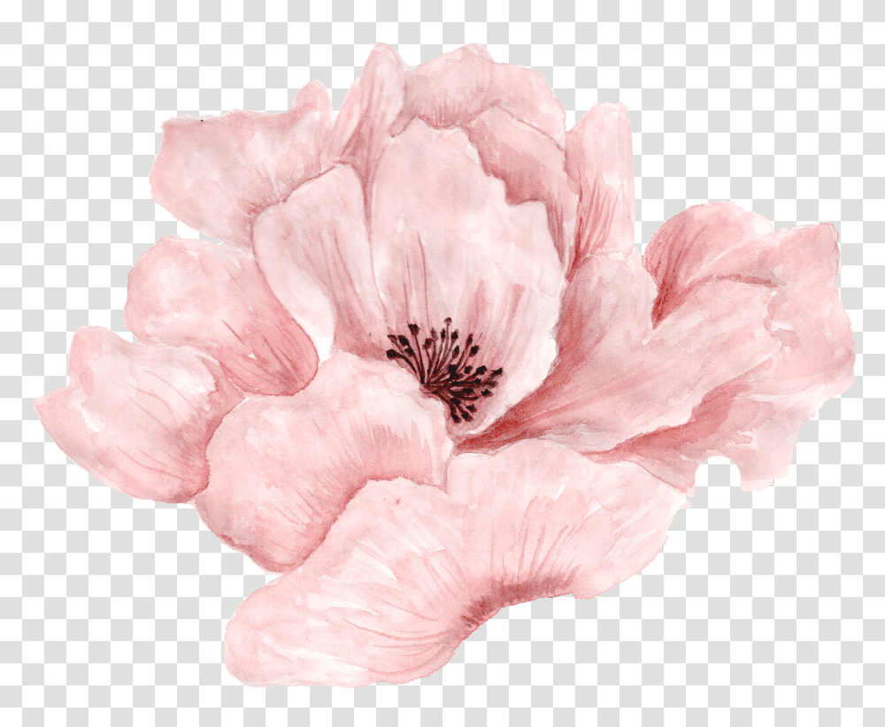 Pink Flowers Portable Network Graphics Rose Image Pink Watercolour Flower, Plant, Blossom, Petal, Poppy Transparent Png
