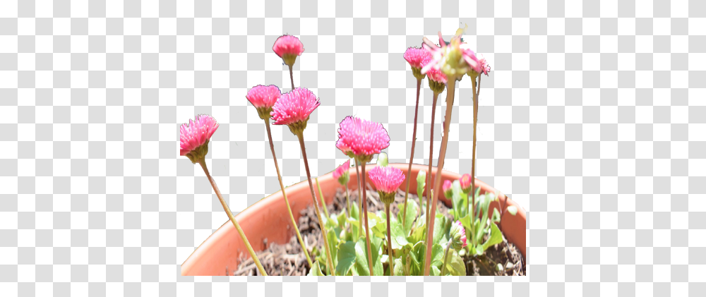 Pink Flowers Pot Frame Heartpngcom, Plant, Jar, Vase, Pottery Transparent Png