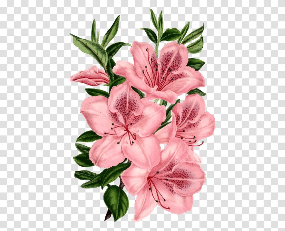Pink Flowers Rose Flower Bouquet Floral Design, Plant, Blossom, Geranium, Petal Transparent Png