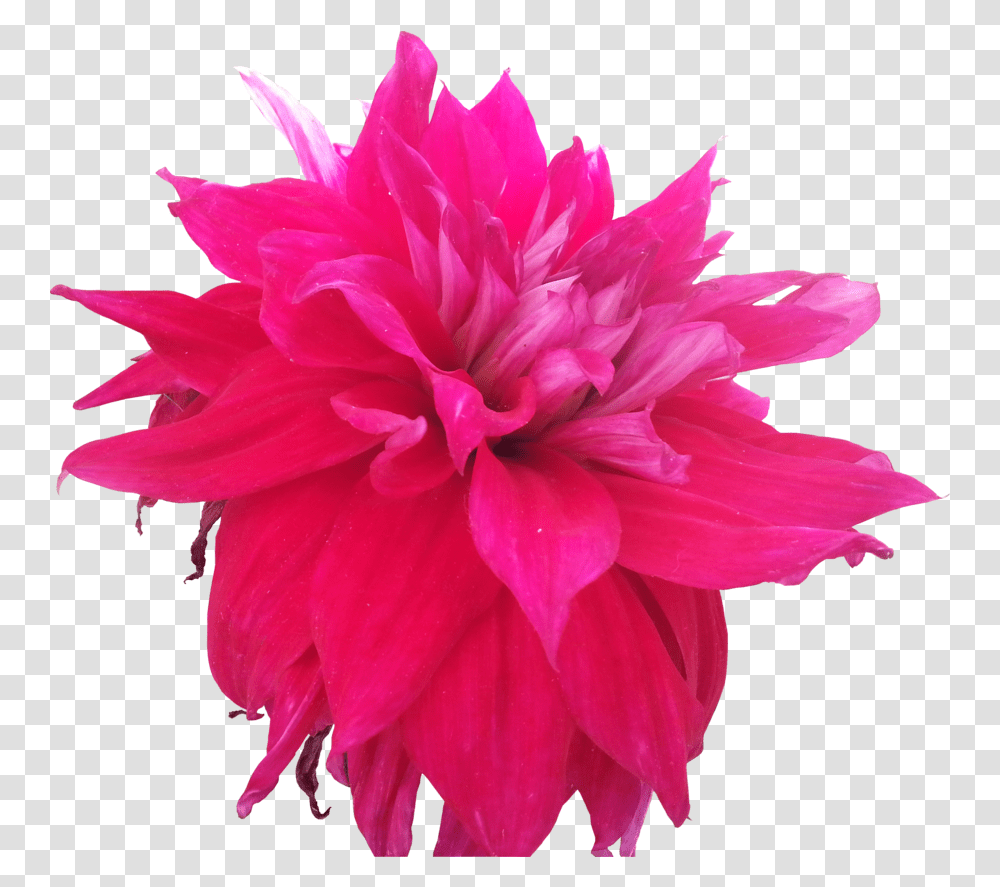 Pink Flowers Tumblr Hd Images 3 Wallpapers Hot Pink Hot Pink Flower, Dahlia, Plant, Blossom, Petal Transparent Png