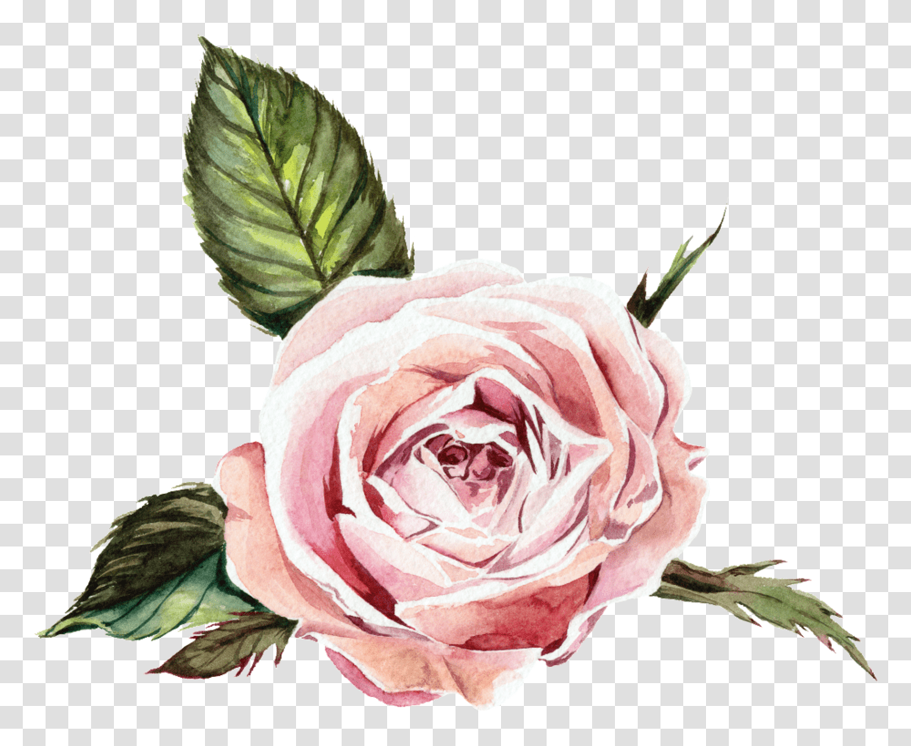 Pink Flowers Watercolor Flower Free Download, Rose, Plant, Blossom, Petal Transparent Png