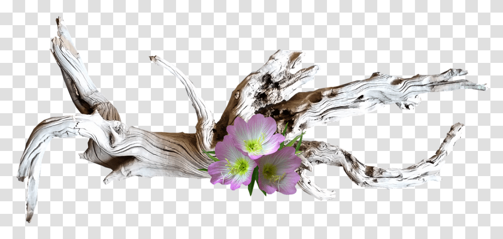 Pink Flowers Wood Free Photo On Pixabay Aesthetic Designer, Plant, Bird, Petal, Flower Arrangement Transparent Png