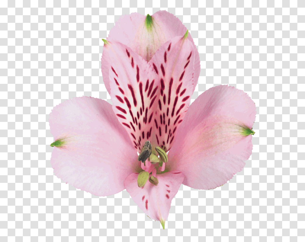 Pink Floyd Alstroemeria Peruvian Lily, Plant, Geranium, Flower, Blossom Transparent Png