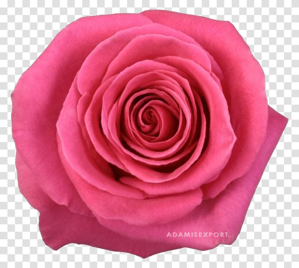 Pink Floyd, Rose, Flower, Plant, Blossom Transparent Png