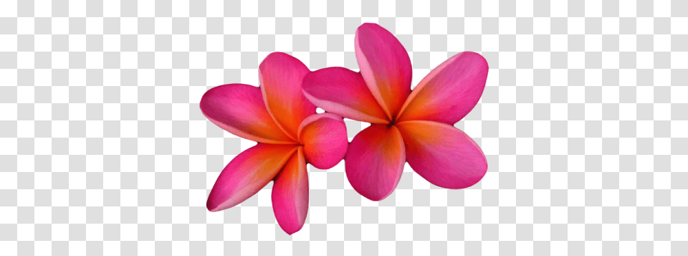 Pink Frangipani Format Pink Frangipani Hd, Petal, Flower, Plant, Blossom Transparent Png