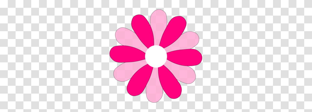 Pink Gerber Daisy Clip Art, Petal, Flower, Plant, Blossom Transparent Png