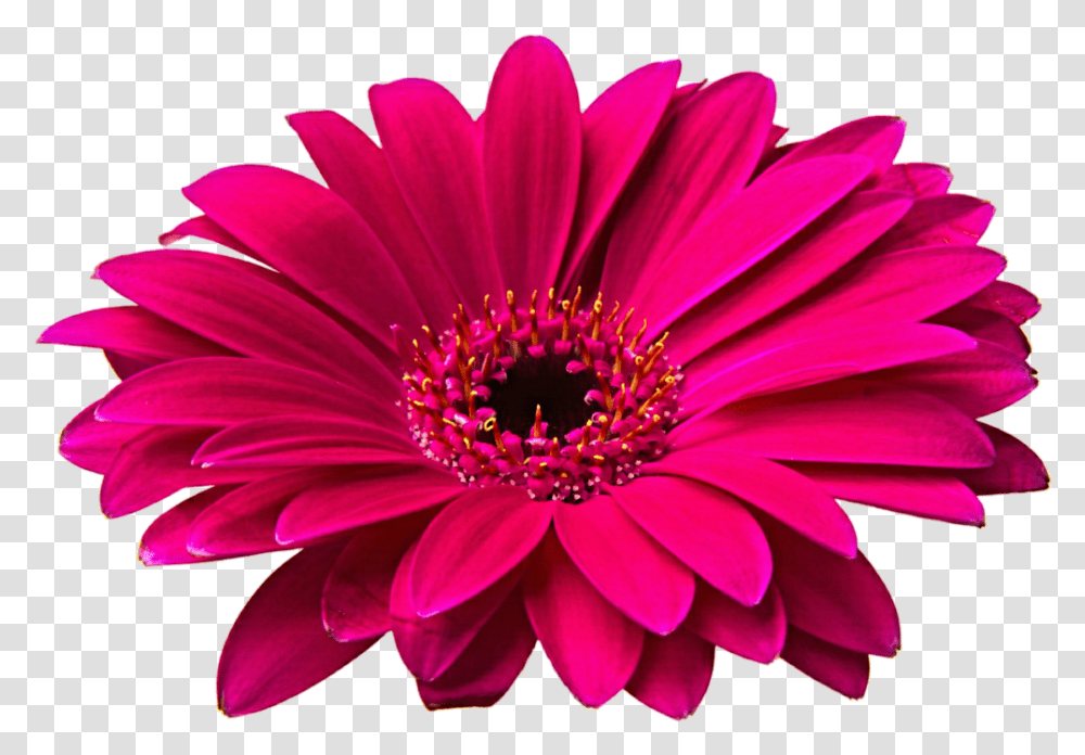 Pink Gerbera Clip Art Flowers Image Hd, Plant, Blossom, Daisy, Daisies Transparent Png