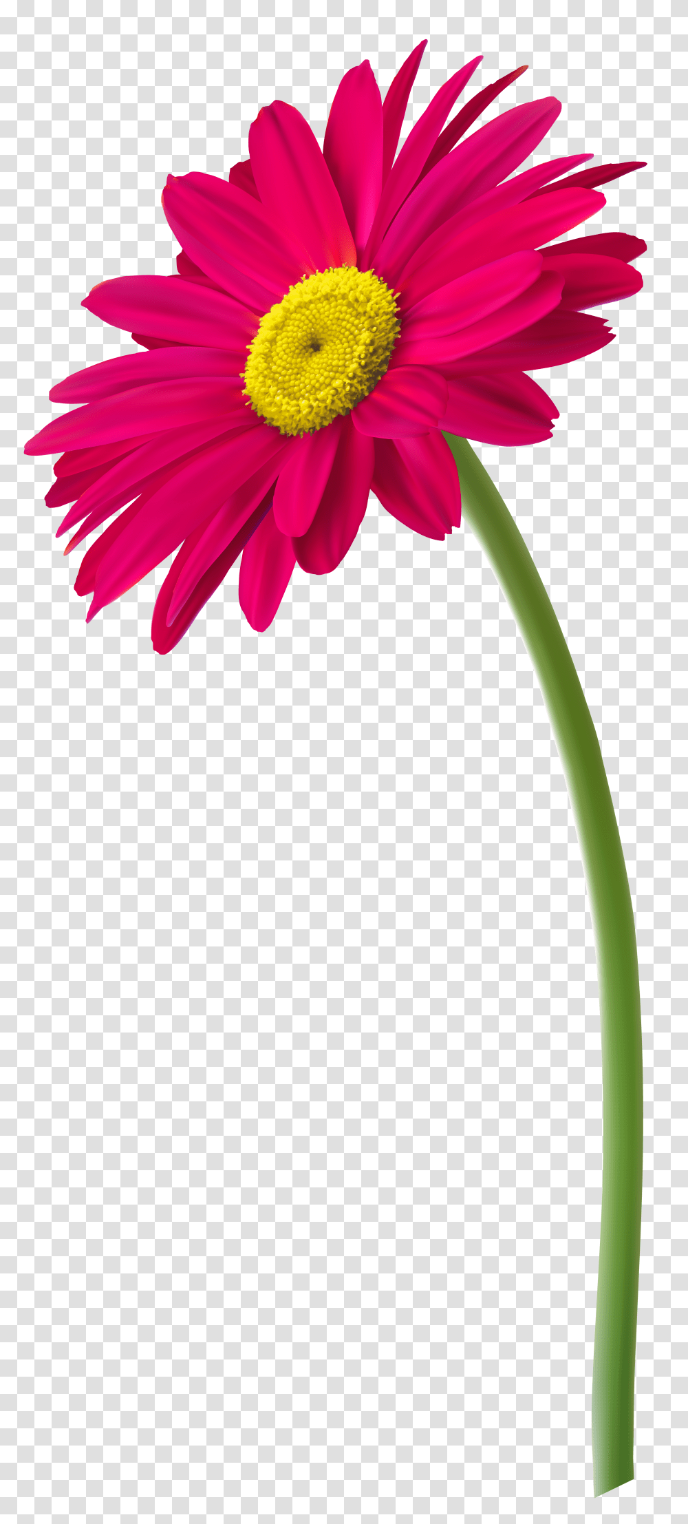Pink Gerbera Flower Clip Art, Plant, Blossom, Daisy, Daisies Transparent Png