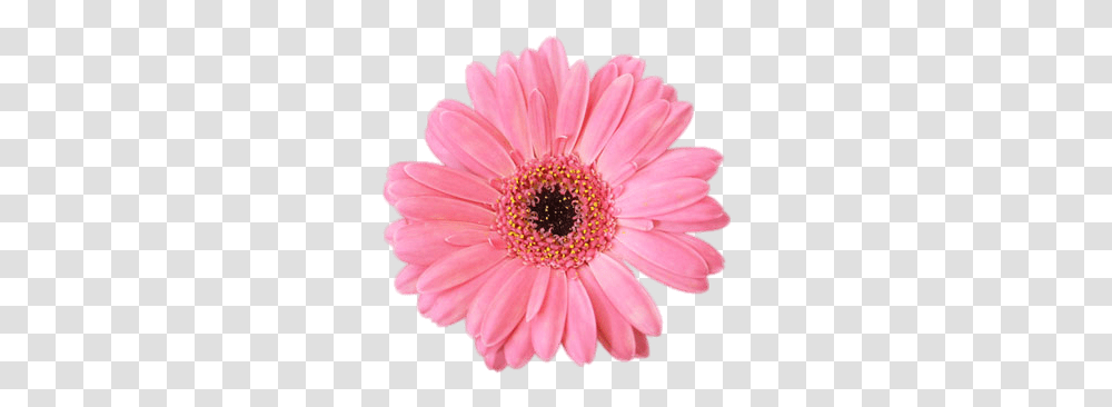 Pink Gerbera Gerbera, Plant, Daisy, Flower, Daisies Transparent Png