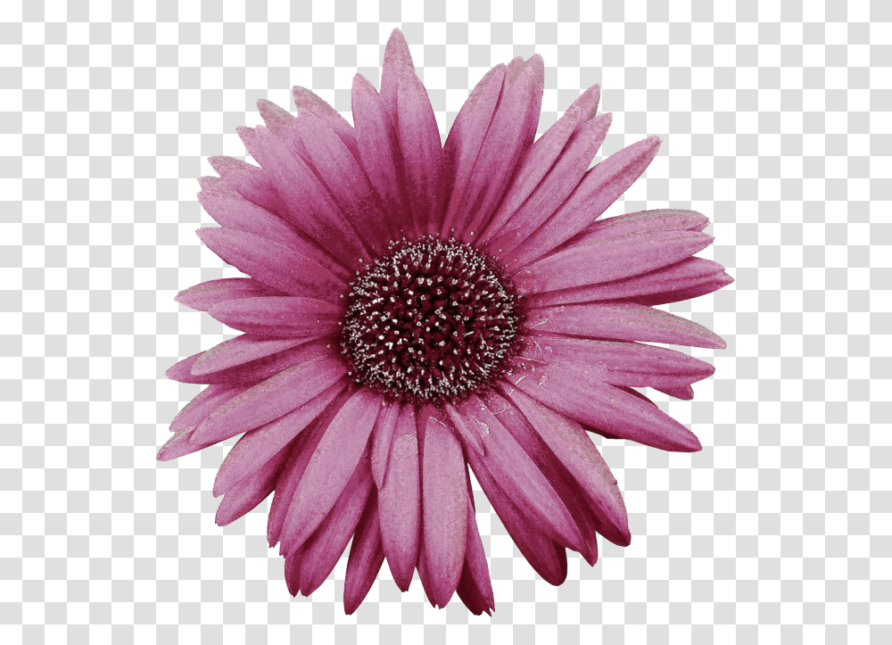 Pink Gerbera Image African Daisy, Plant, Flower, Daisies, Blossom Transparent Png