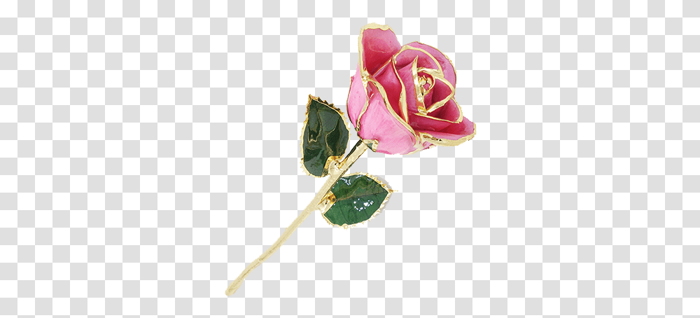 Pink Gold Rim Rose, Flower, Plant, Blossom, Petal Transparent Png