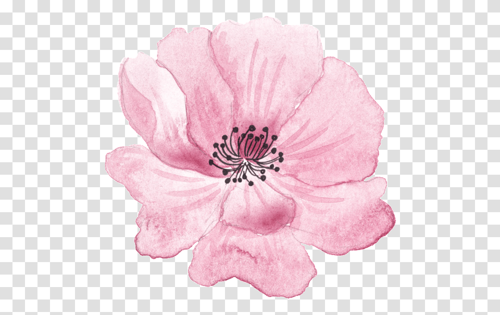 Pink Hand Painted Flowers Halloween Hand Drawn Pink Flowers, Plant, Blossom, Geranium, Rose Transparent Png