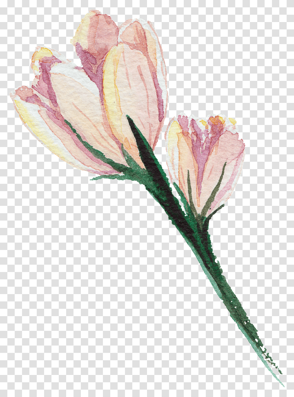 Pink Hand Painted Watercolor Flower Artificial Flower, Plant, Blossom, Pollen, Geranium Transparent Png