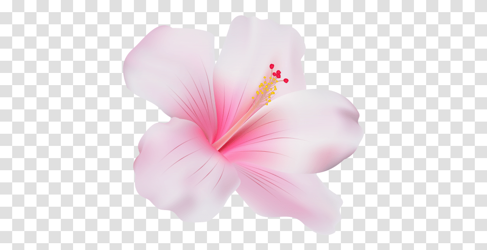 Pink Hibiscus Clip Art Pink Hibiscus Flower, Plant, Blossom, Petal, Geranium Transparent Png