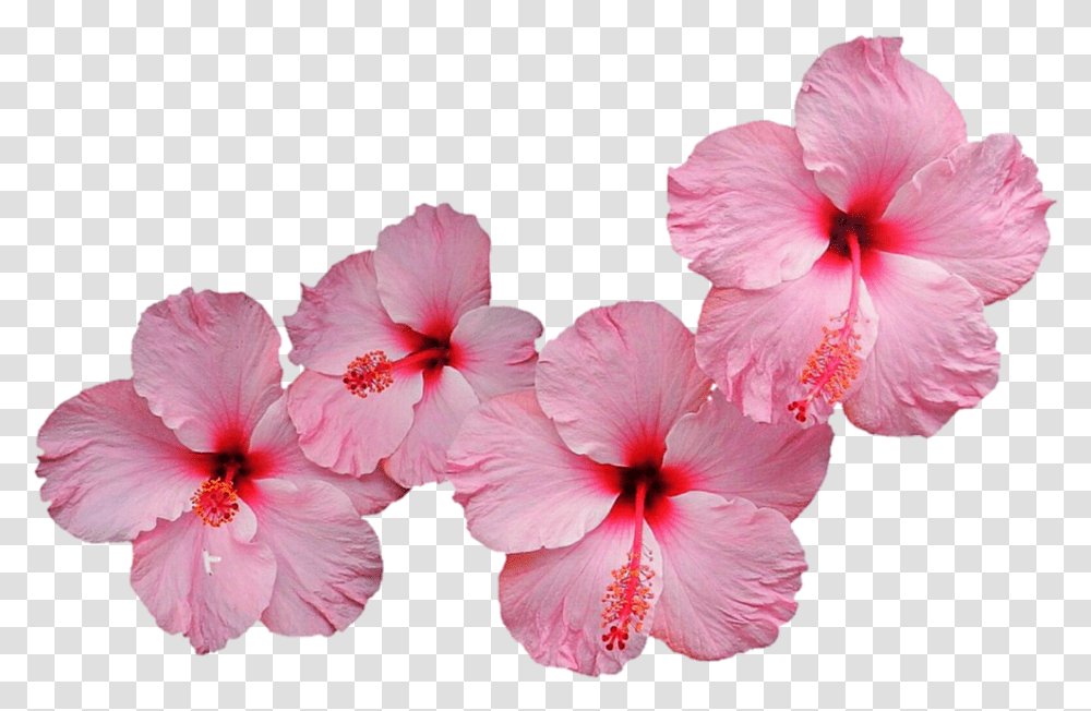 Pink Hibiscus Download, Flower, Plant, Blossom, Geranium Transparent Png