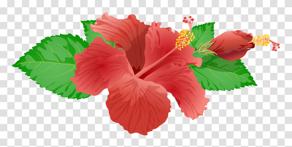 Pink Hibiscus Flower Clipart Flowers Healthy Throughout Hibiscus, Plant, Blossom, Pollen Transparent Png