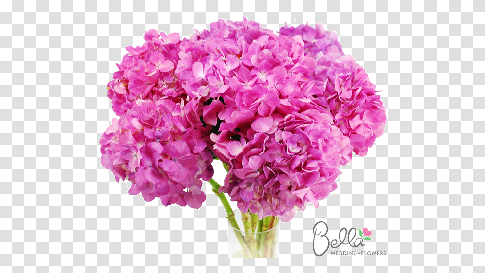Pink Hydrangeas, Plant, Flower, Blossom, Geranium Transparent Png