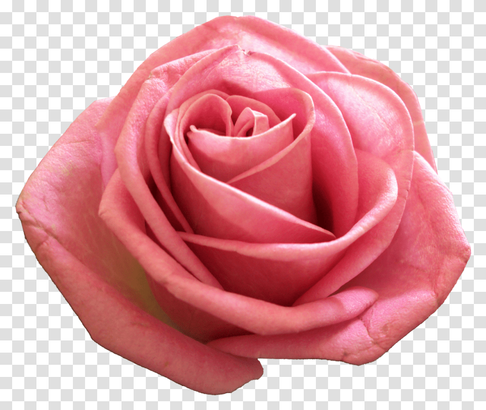 Pink Image Rose, Flower, Plant, Blossom, Petal Transparent Png