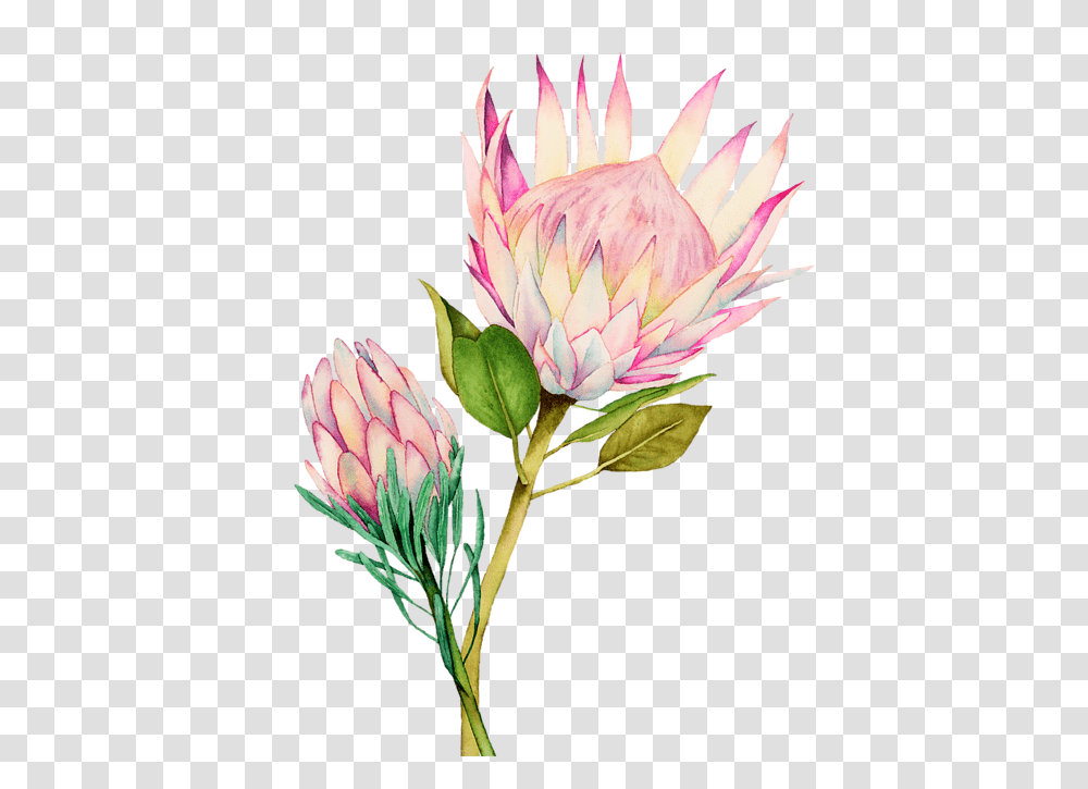 Pink King Protea Flower Watercolour, Plant, Blossom, Pond Lily, Flower Arrangement Transparent Png