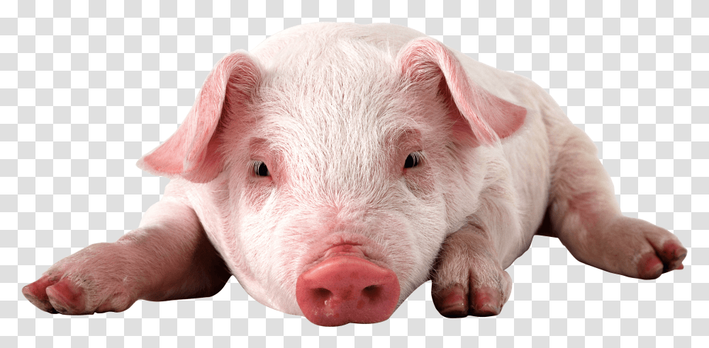 Pink Laying Baby Pig, Mammal, Animal, Hog, Boar Transparent Png