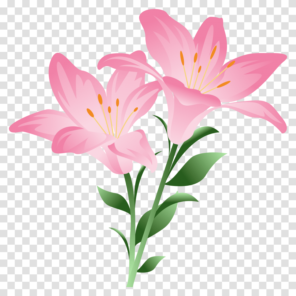 Pink Lilium Clipart Picture, Plant, Lily, Flower, Blossom Transparent Png