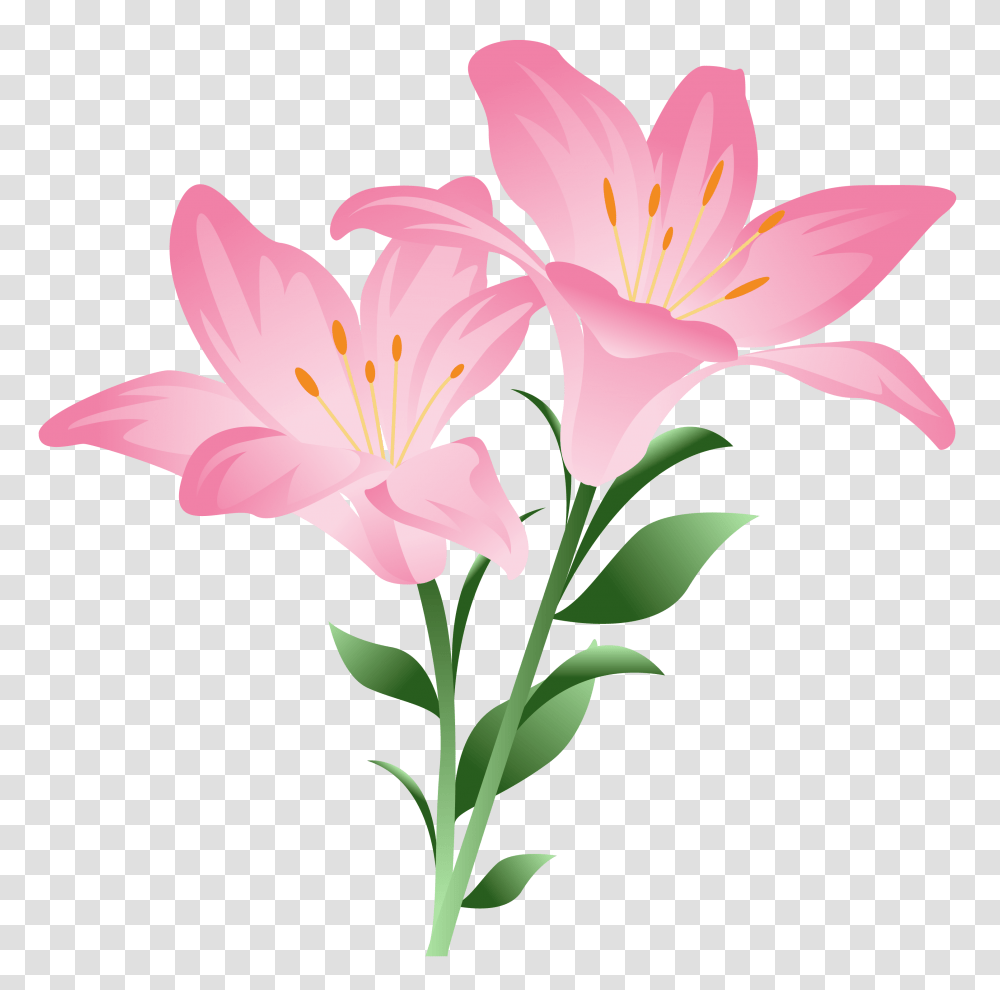 Pink Lilium Clipart, Plant, Lily, Flower, Blossom Transparent Png