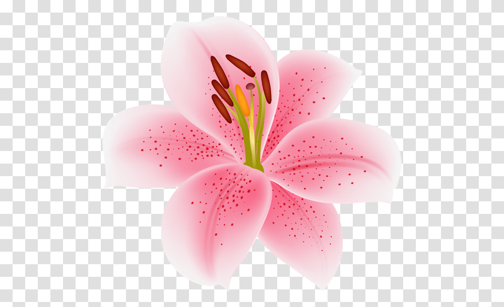 Pink Lilium Flower Image Stargazer Lily, Plant, Blossom, Fungus, Petal Transparent Png