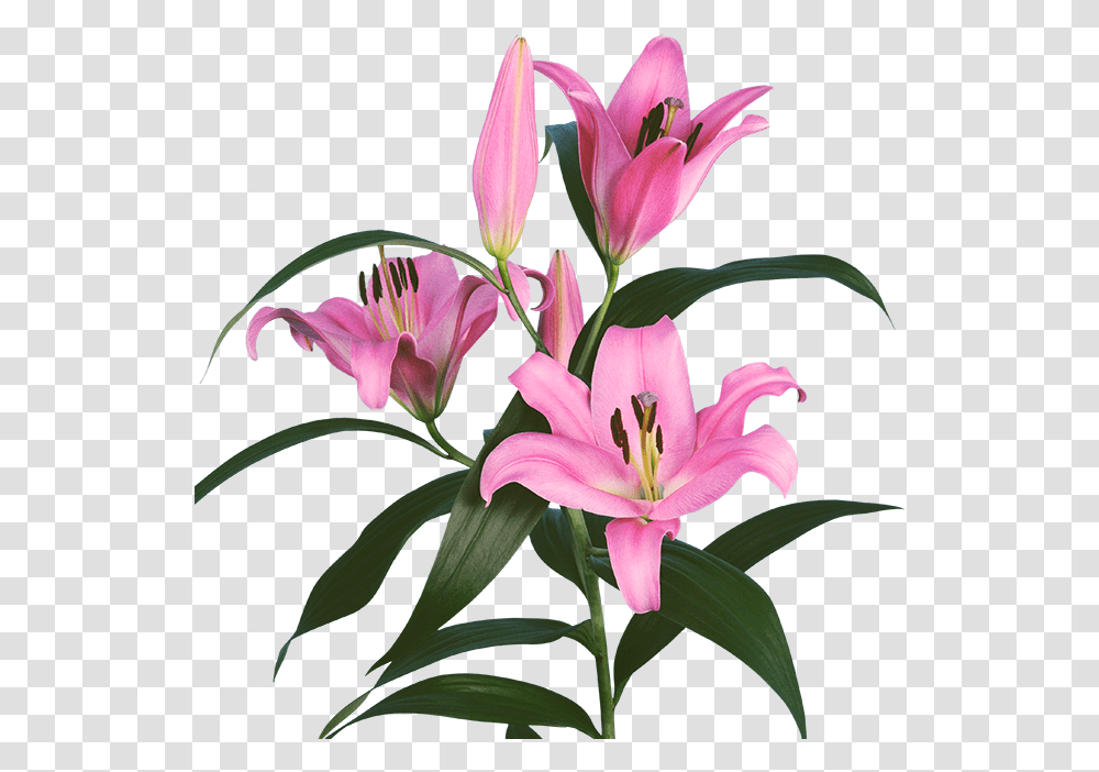 Pink Lilium, Plant, Flower, Blossom, Amaryllidaceae Transparent Png