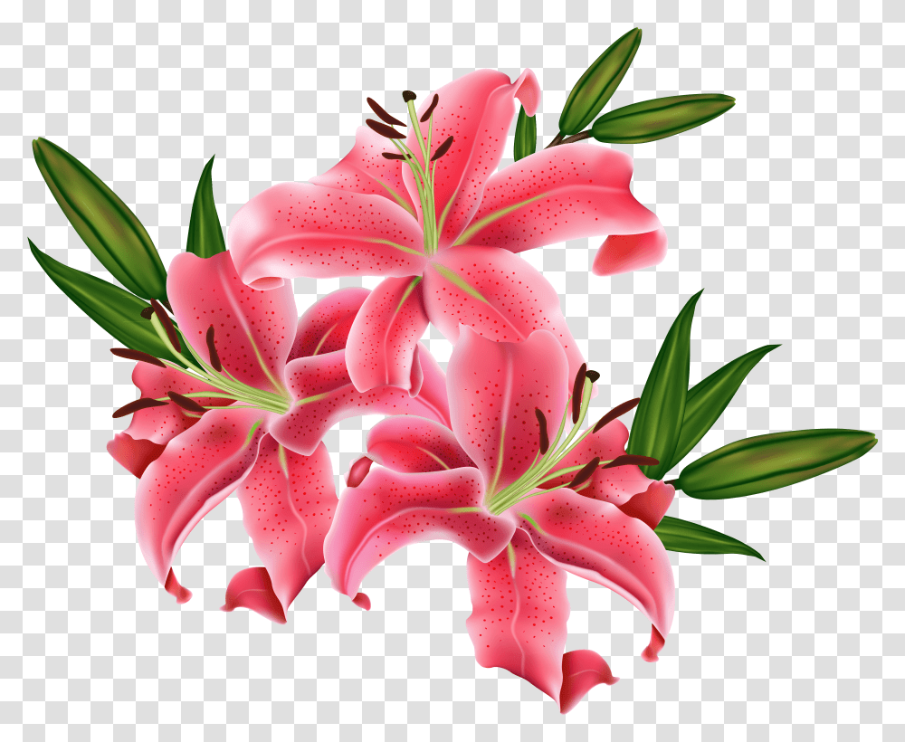 Pink Lily Cliparts Lilium, Plant, Flower, Blossom, Amaryllis Transparent Png