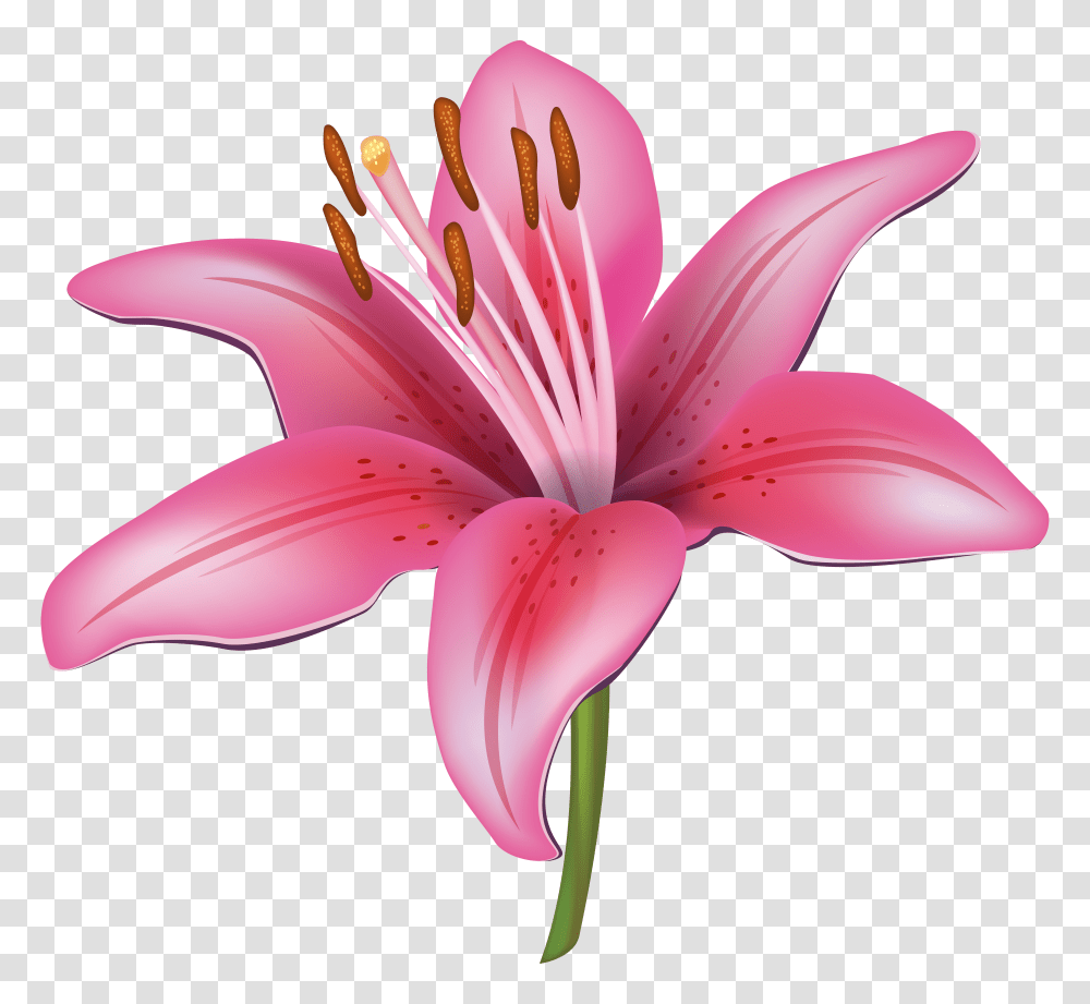 Pink Lily Cliparts, Plant, Flower, Blossom, Fungus Transparent Png