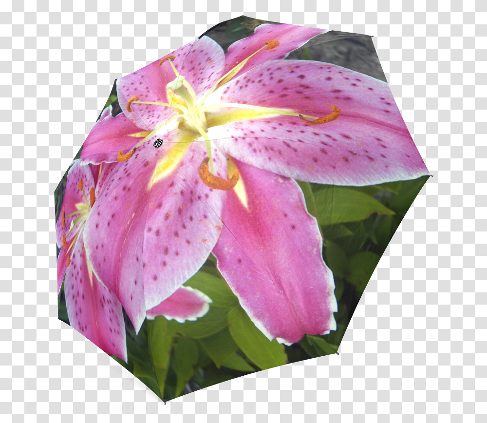 Pink Lily Dream Foldable Umbrella Tiger Lily, Plant, Flower, Blossom, Petal Transparent Png