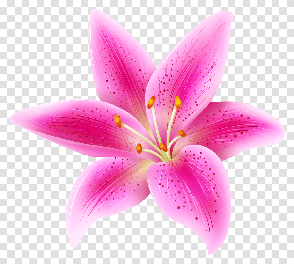 Pink Lily Flower Background Transparent Png