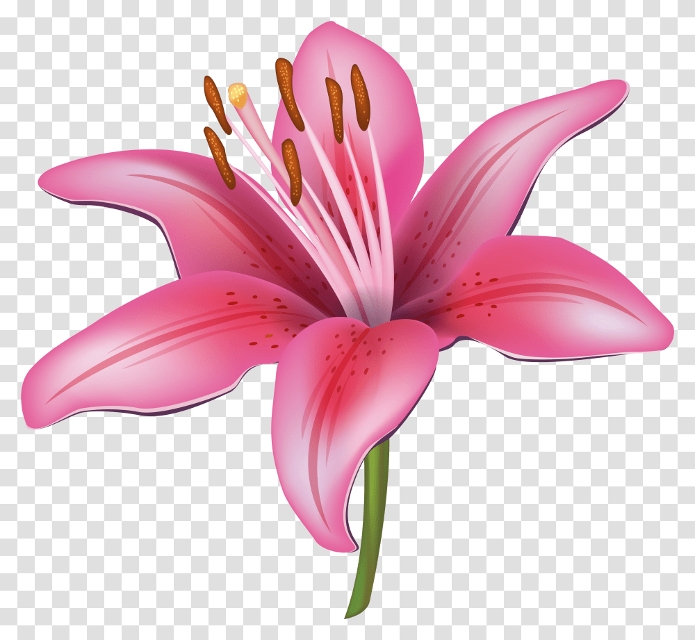 Pink Lily Flower Clipart Image Lily Flower Vector, Plant, Blossom, Fungus, Pollen Transparent Png
