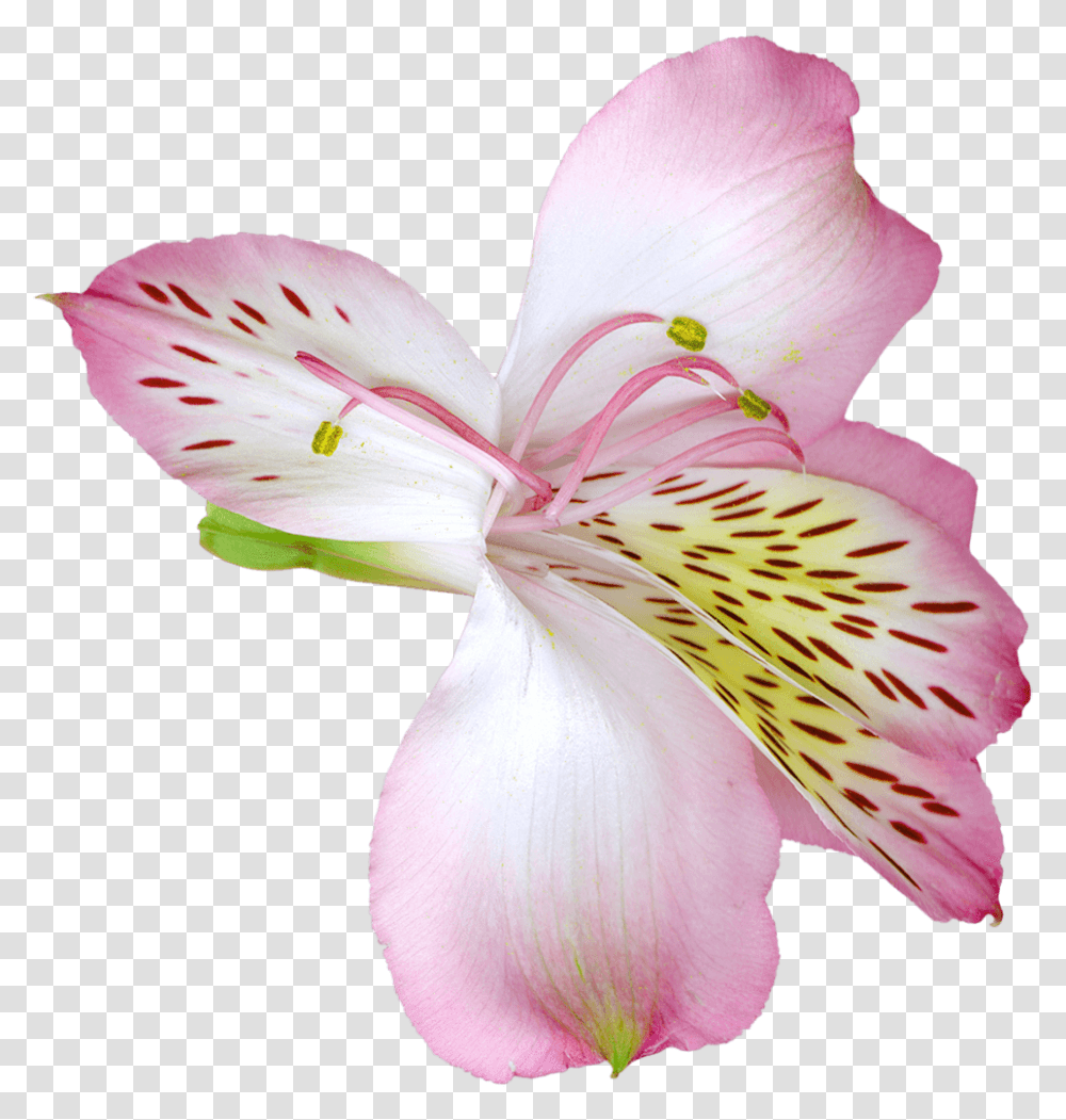 Pink Lily Flower Clipart Pink Lily, Plant, Blossom, Bird, Animal Transparent Png