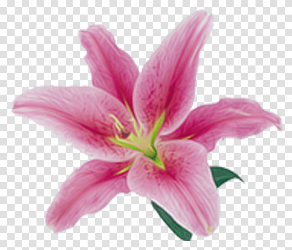 Pink Lily Flower Pink Lilies, Plant, Blossom, Amaryllis, Petal Transparent Png