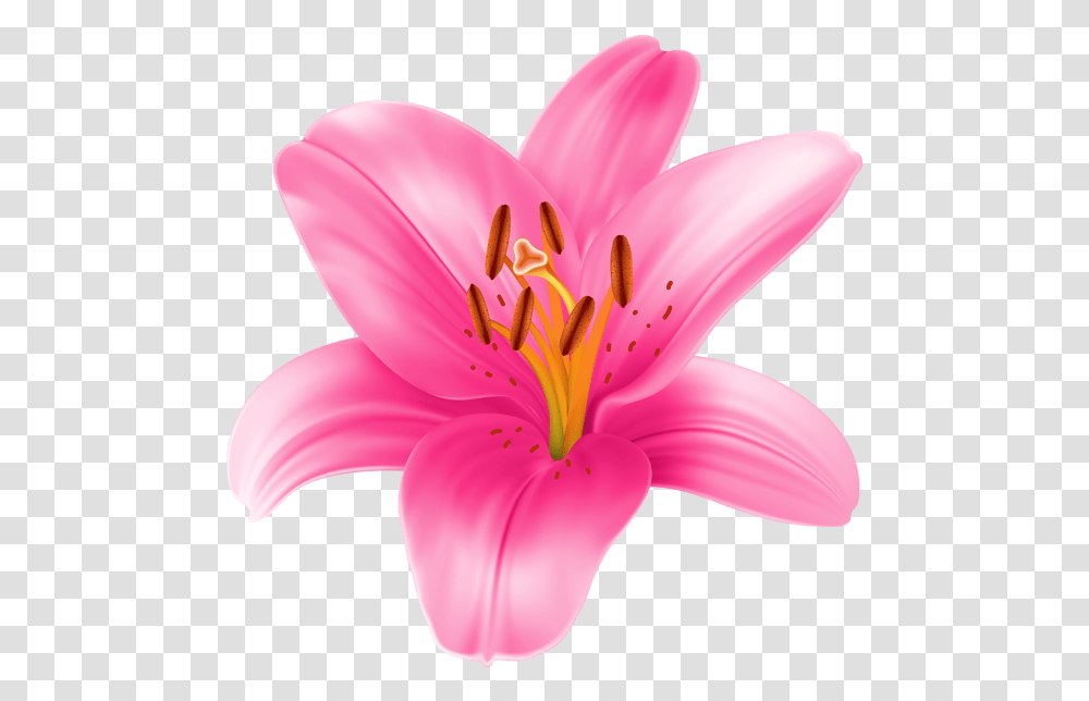 Pink Lily Flower Pink Lily Clip Art, Plant, Blossom, Pollen, Petal Transparent Png