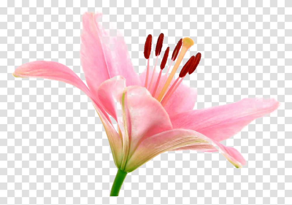 Pink Lily Image Pink Lily Flower, Plant, Blossom, Pollen, Amaryllis Transparent Png