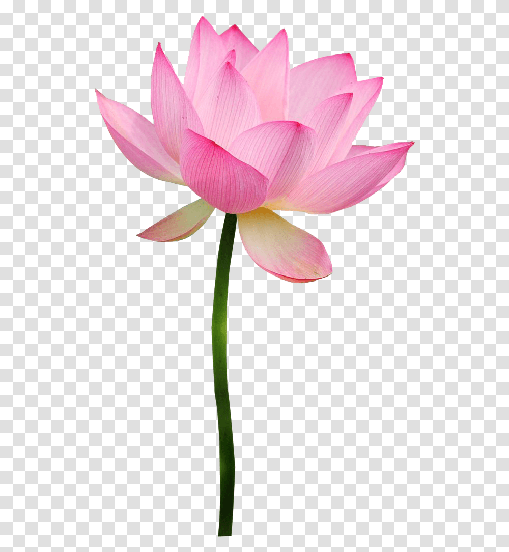 Pink Lotus Clipart Lotus Flower, Plant, Lily, Blossom, Pond Lily Transparent Png