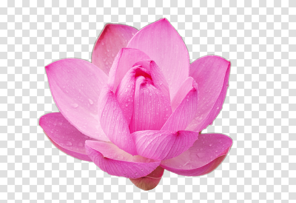 Pink Lotus File Flower Nature Cool Cool Flowers For Your Transparent Png