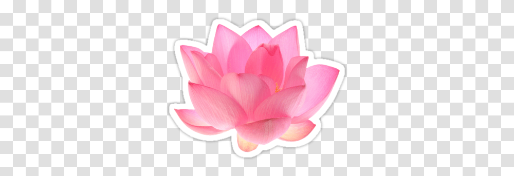 Pink Lotus Flower Background Lotus Flower Clipart, Plant, Dahlia, Blossom, Petal Transparent Png