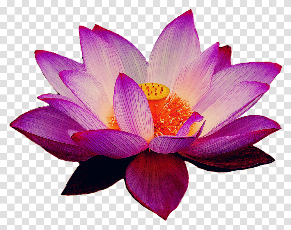 Pink Lotus Flower Clipart Lotus Flower, Plant, Lily, Blossom, Pond Lily Transparent Png